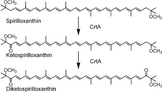 File:VCA1072FT1010.gif
