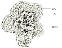 Tochimoto-Artemisia-cmt112.jpg