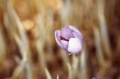 Thumbnail for version as of 12:14, 1 December 2010