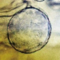 Thumbnail for version as of 12:14, 1 December 2010