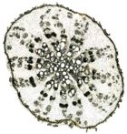 Tochimoto-Glycyrrhiza-栽培・根③(瘤から80cm).PCT-Ｊ.jpg