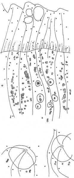 File:Tochimoto-Rhubarb-ダイオウ 模式図.jpg