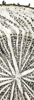 Tochimoto-Glycyrrhiza-野生・根①(瘤から5cm).PCT-Ｊ.jpg
