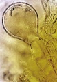 Thumbnail for version as of 12:14, 1 December 2010