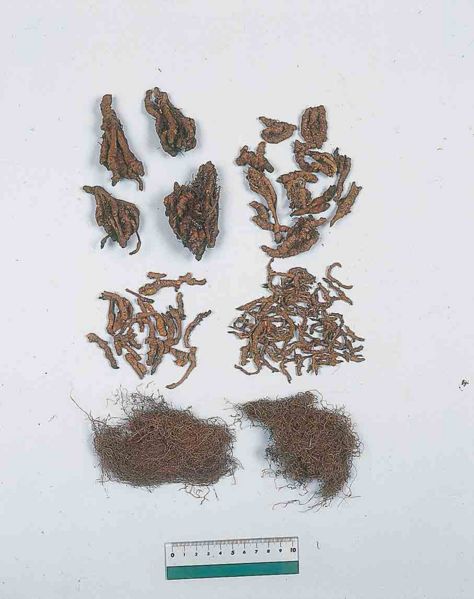File:Coptidis Rhizoma2.jpg