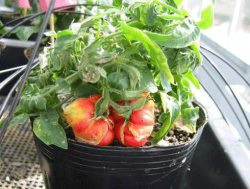 Horticulture-Solanum-lycopersicum-001.png