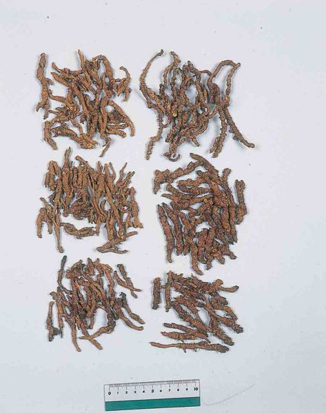 File:Coptidis Rhizoma.jpg