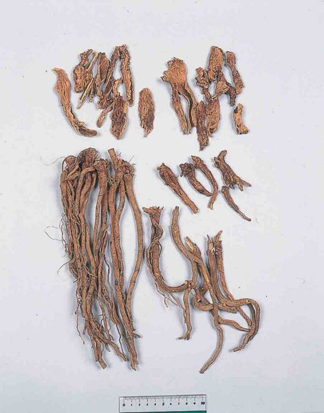 File:Scutellariae Radix2.jpg