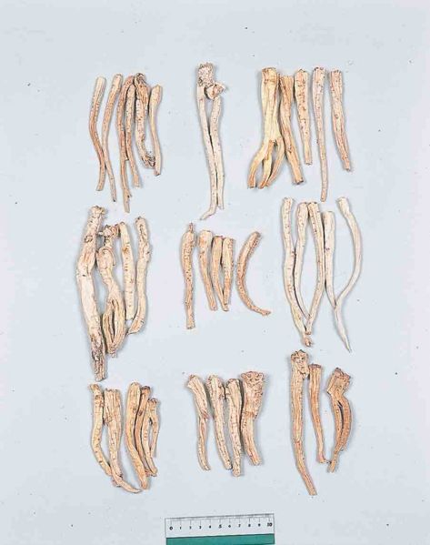 File:Platycodi Radix.jpg