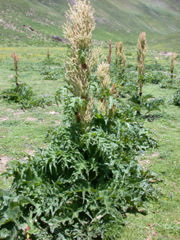 Tochimoto-Rhubarb-DSCN2765.jpg