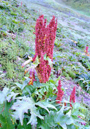 Tochimoto-Rhubarb-大黄石渠県石鐘山-'0008-1.jpg