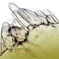 Thumbnail for version as of 12:14, 1 December 2010