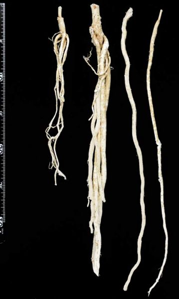 File:Tochimoto-Astragalus-オウギ-韓国-中-(世話物産)-06.jpg
