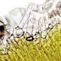 Thumbnail for version as of 12:14, 1 December 2010