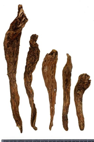 File:Tochimoto-Scutellaria-オウゴン-河北-片ゴン-(美康)-03.jpg