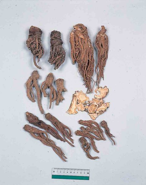 File:Angelicae Radix2.jpg