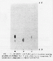 Thumbnail for version as of 13:05, 21 February 2008