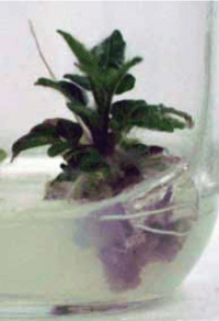 Horticulture-Solanum-lycopersicum-019.png