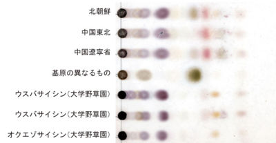 Tochimoto-Asiasarum-細辛の比較 TLC-2.jpg