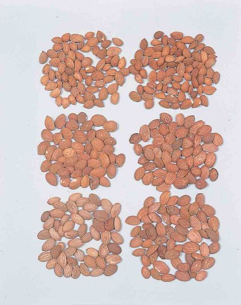 File:Persicae Semen2.jpg