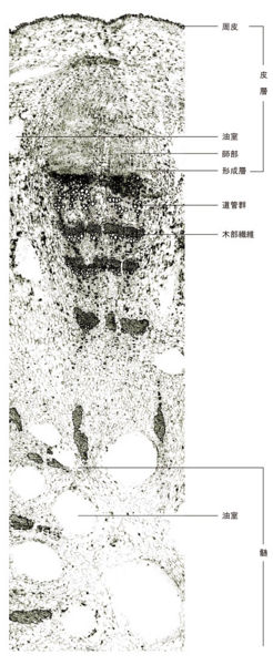 File:Tochimoto-AtractylodesL-cmt320.jpg