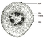 Tochimoto-Asiasarum-cmt239-1.jpg