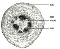 Tochimoto-Asiasarum-cmt239-1.jpg