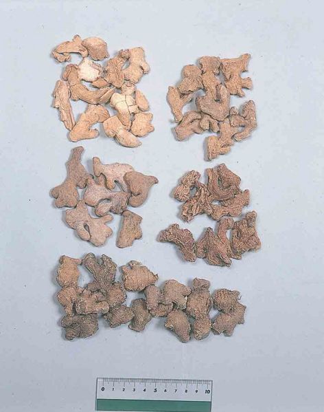 File:Zingiberis Rhizoma2.jpg
