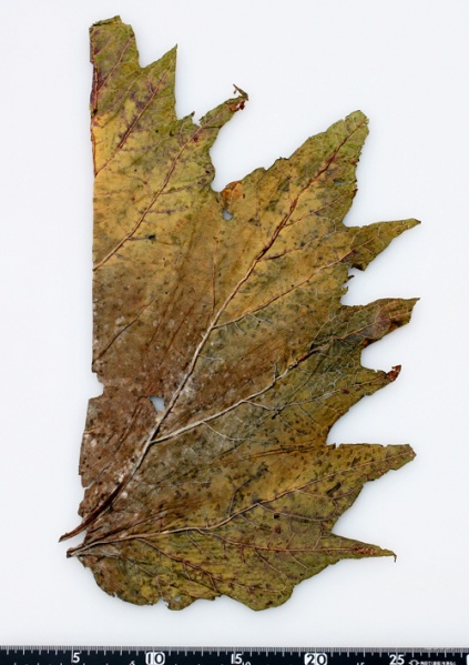 File:Tochimoto-Rhubarb-四川省若尓盖県-4 ①-2-05.jpg