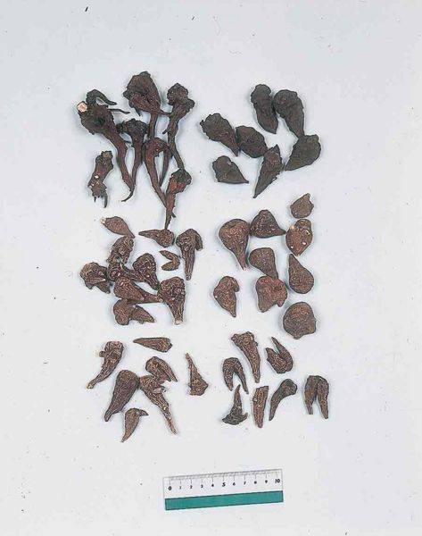 File:Processi Aconiti Radix.jpg