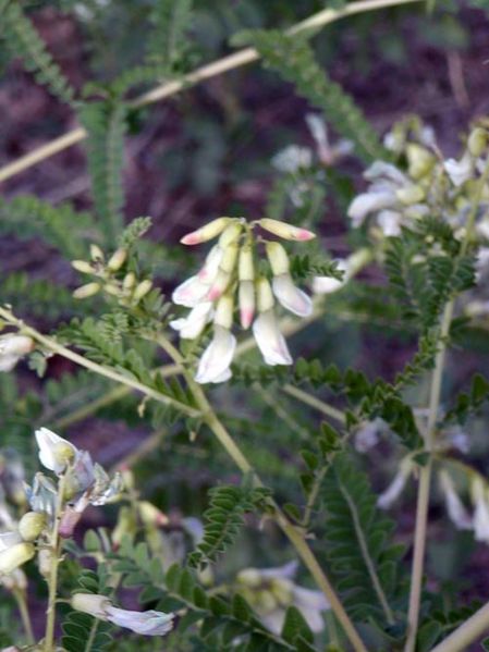 File:Tochimoto-Astragalus-P4170080.jpg