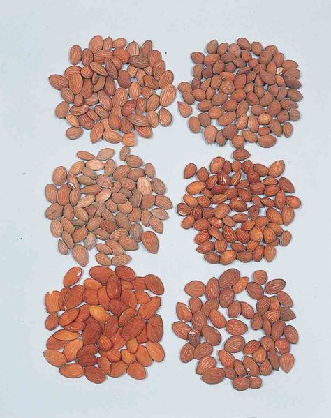 File:Persicae Semen.jpg