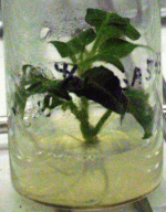 Horticulture-Solanum-lycopersicum-020.png