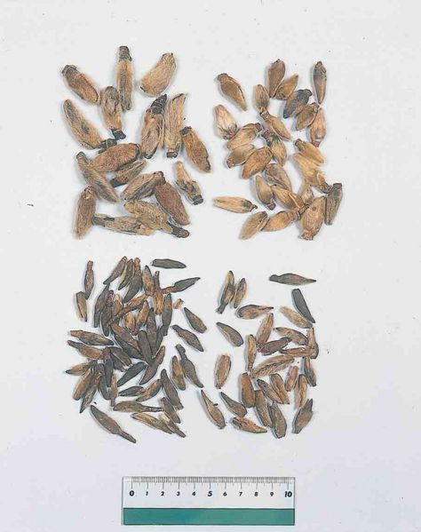 File:Alps:Magnoliae Flos2.jpg