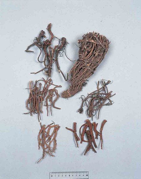 File:Bupleuri Radix3.jpg
