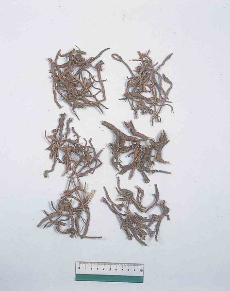 File:Alps:Bupleuri Radix2.jpg